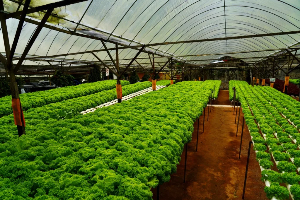 Farm Placeholder